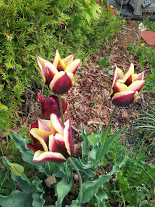 "Wine & cheese" Tulips
