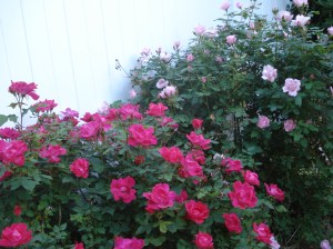 Rosebushes