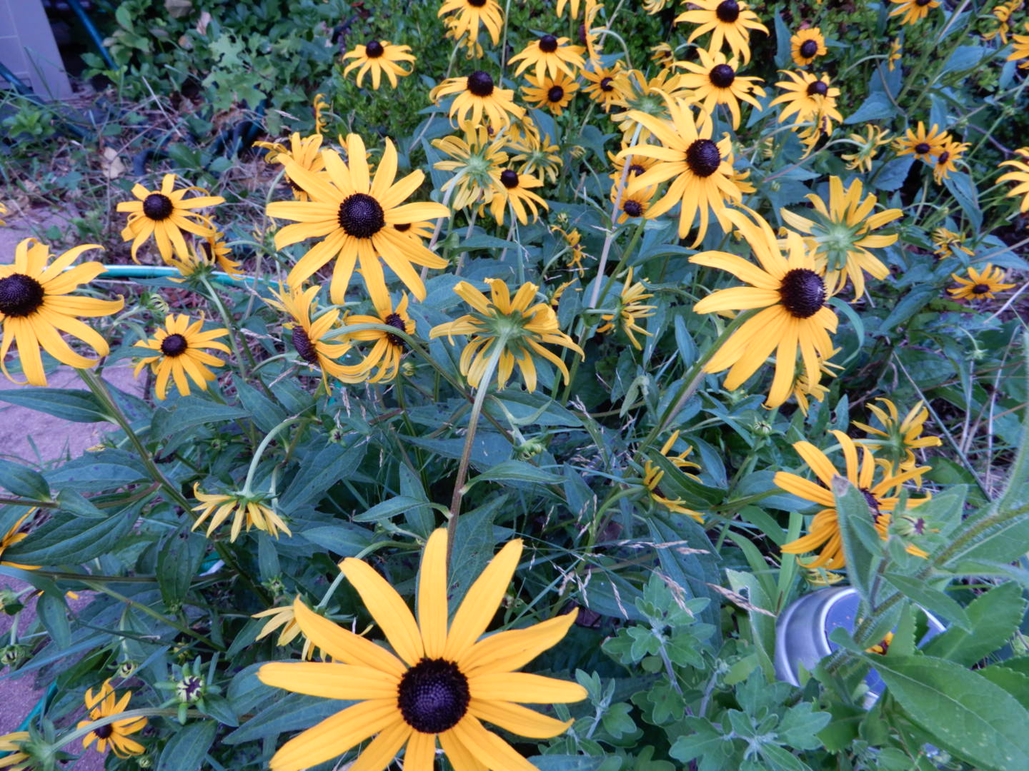 Black-eyed Susans
